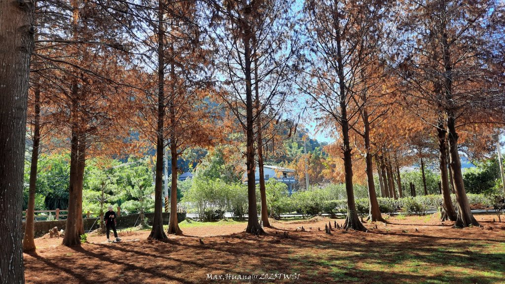 《台中》落雨松季｜石岡挑物古道O繞下情人木橋20250112_2687591