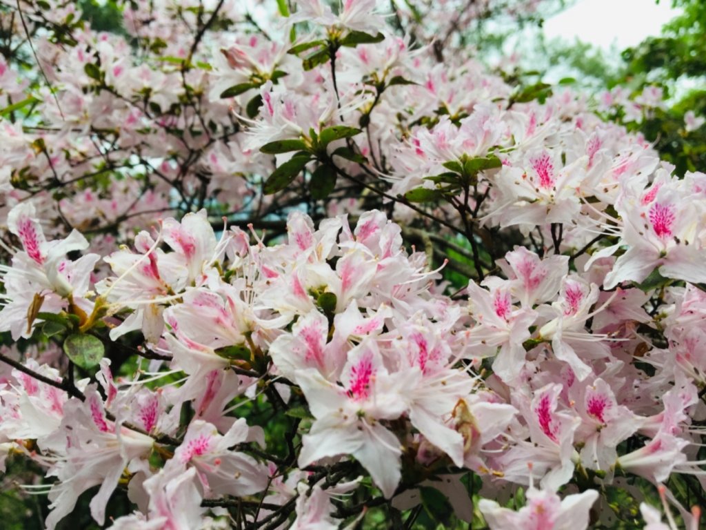 20190413 抓熊去之東卯山_576816