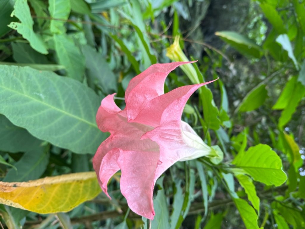 炮子崙瀑布_2769598