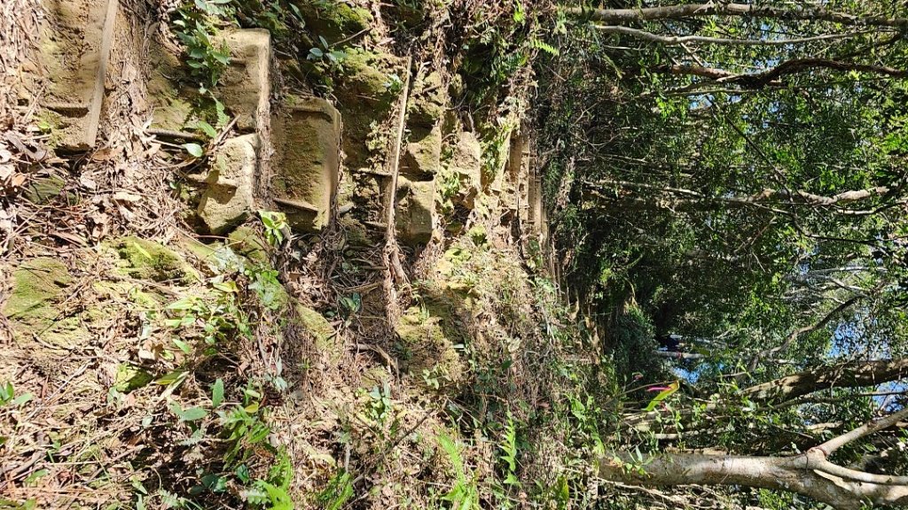 頭寮山縱走新溪州山來回_2353318