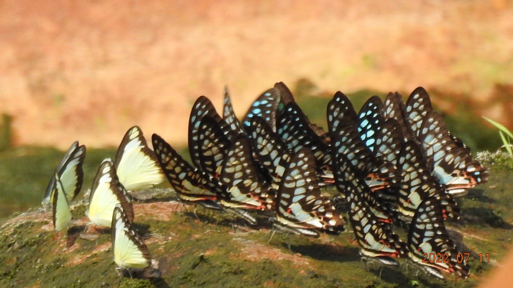 雲山水花鳥蝶 - 天龍國阿伯的日常 7/8&11_1760654
