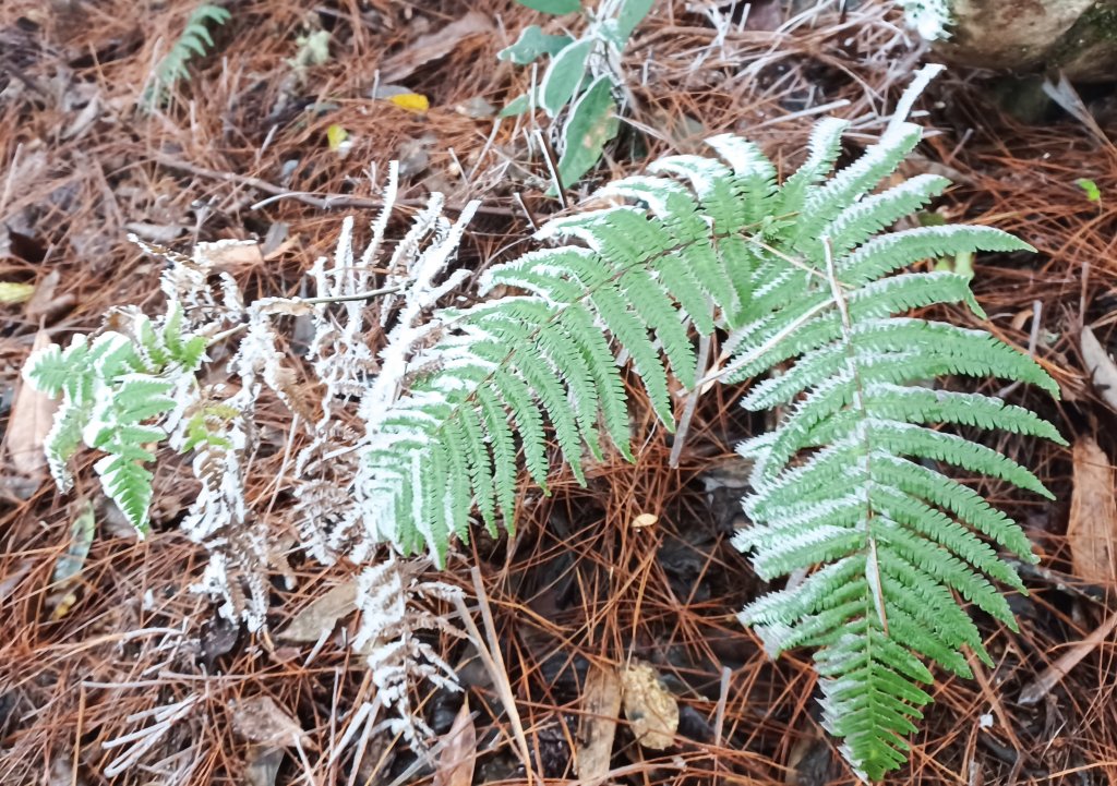 芝虎總走_2128931