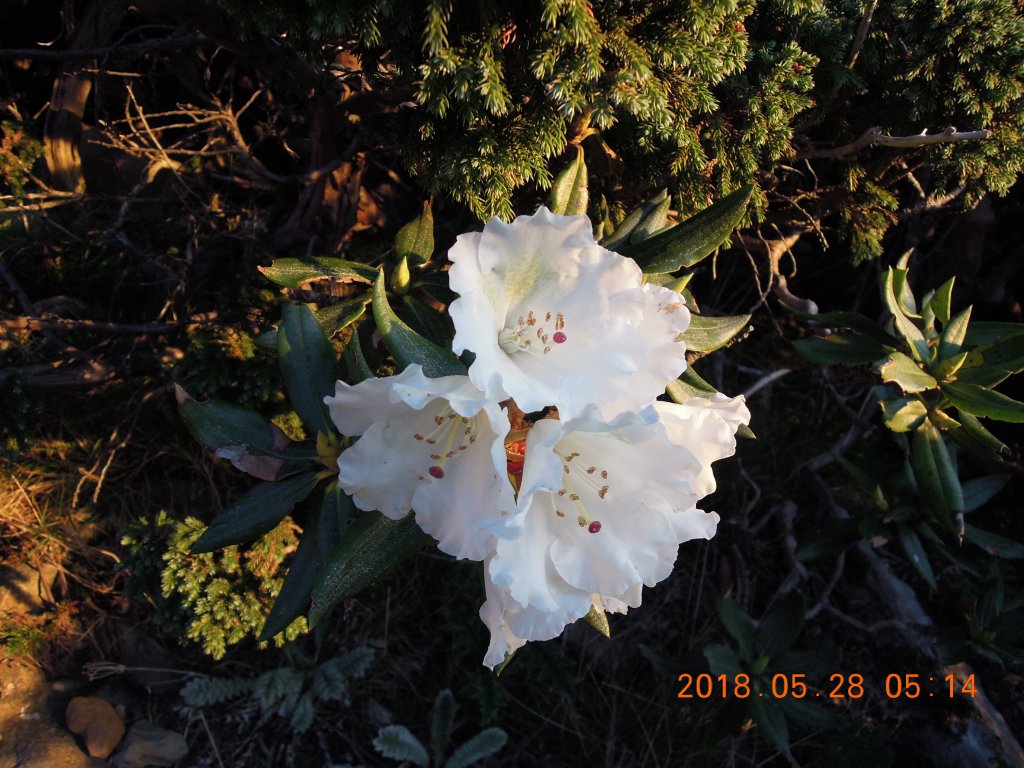 20180827-28_雪山主東_852897