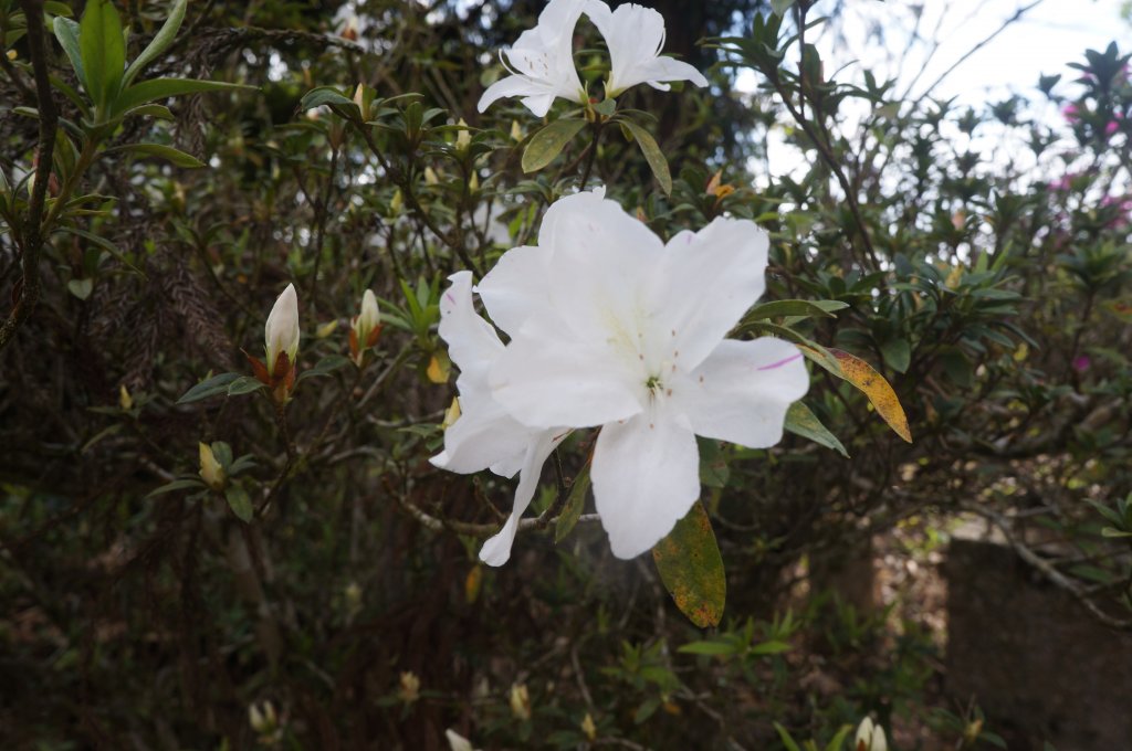 現在來石壁風景區九芎神木區賞花正是時候！_1614786