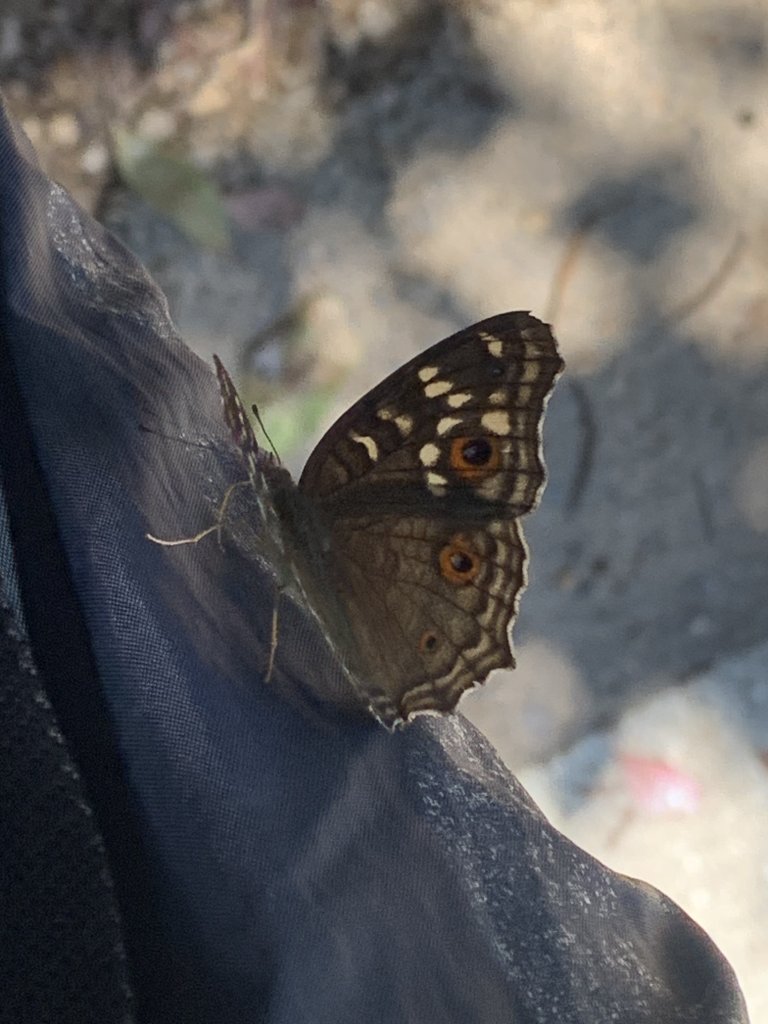 20250531屏東武潭山封面圖