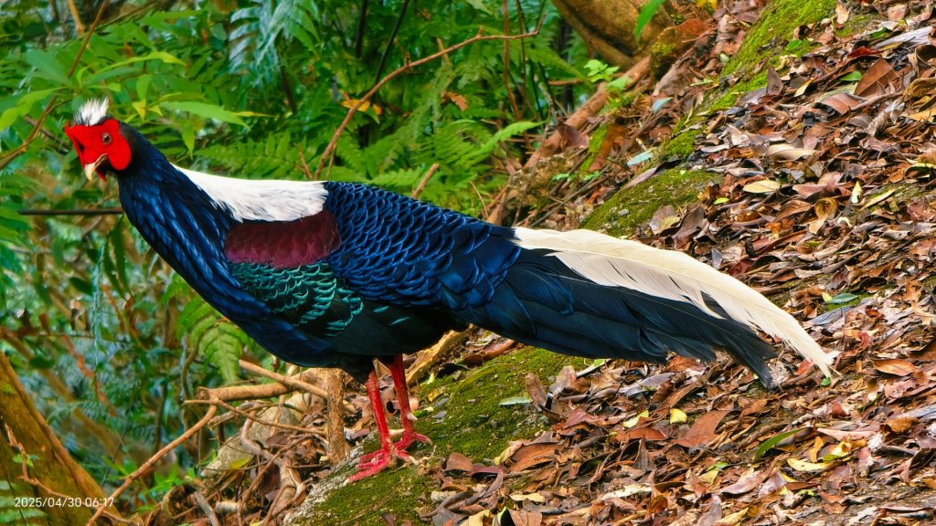 翡翠水庫壩頂 #火燒雲雲海 #日出雲海 #鱷魚島 #藍腹鷴 4/29_2773478