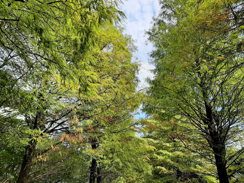 臺北大縱走3：小油坑至風櫃口_1493585