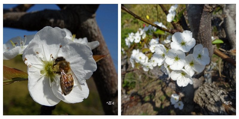 后里/七塊山賞花_1617023