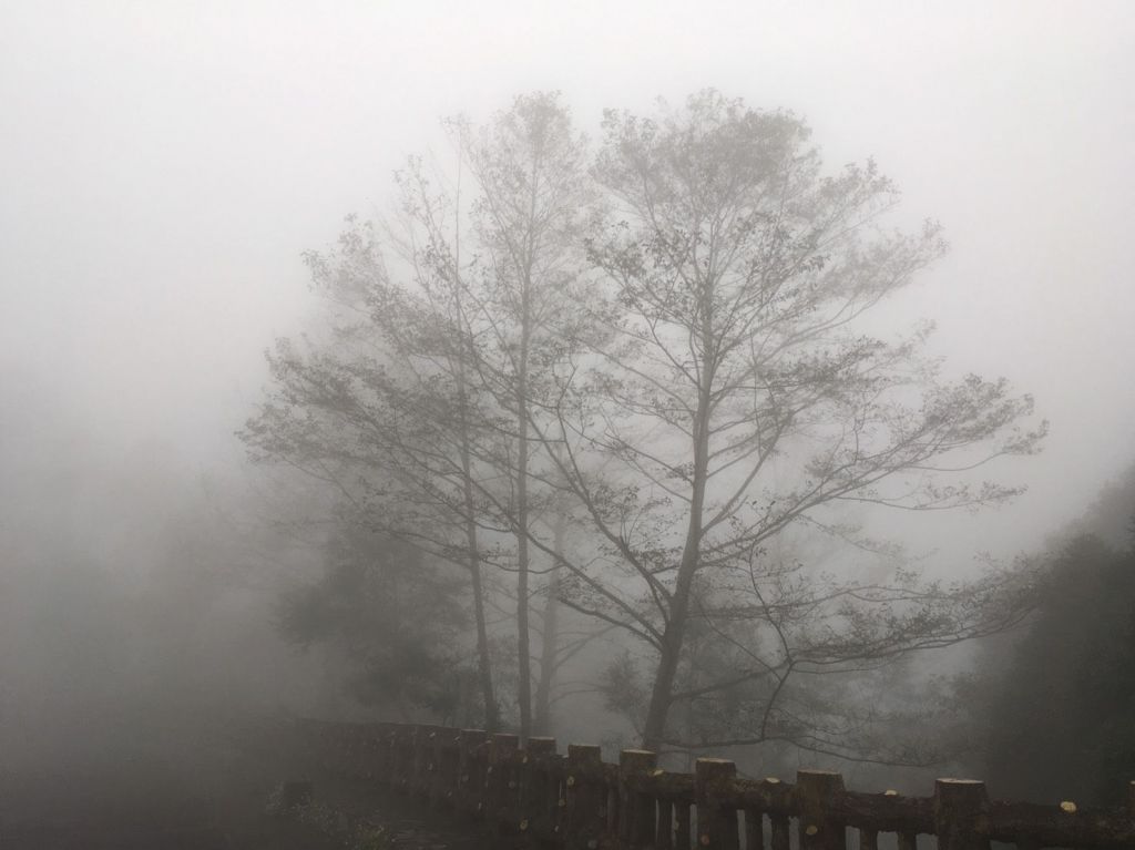 霧濛東眼山_106364