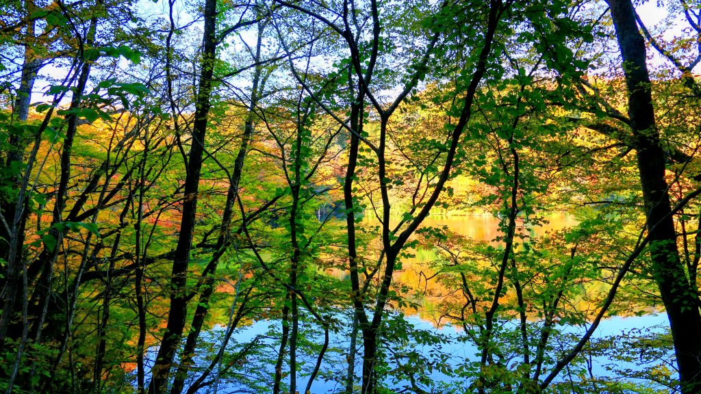 秋田縣白神山地十二湖_2929804