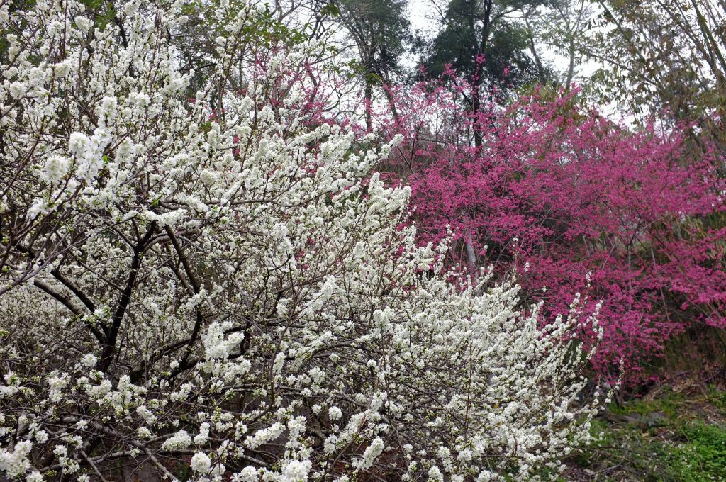 草坪頭櫻花李花梅花開封面圖