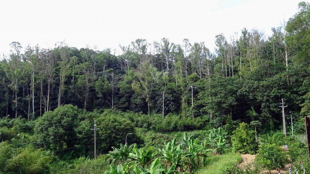 頂福巖森林步道(林口森林步道)_2283336