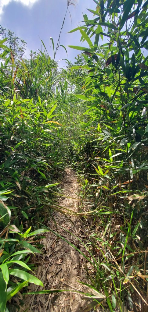 2023-06-23萬人山、六十石山步道群、羅山村竹林步道_2193602