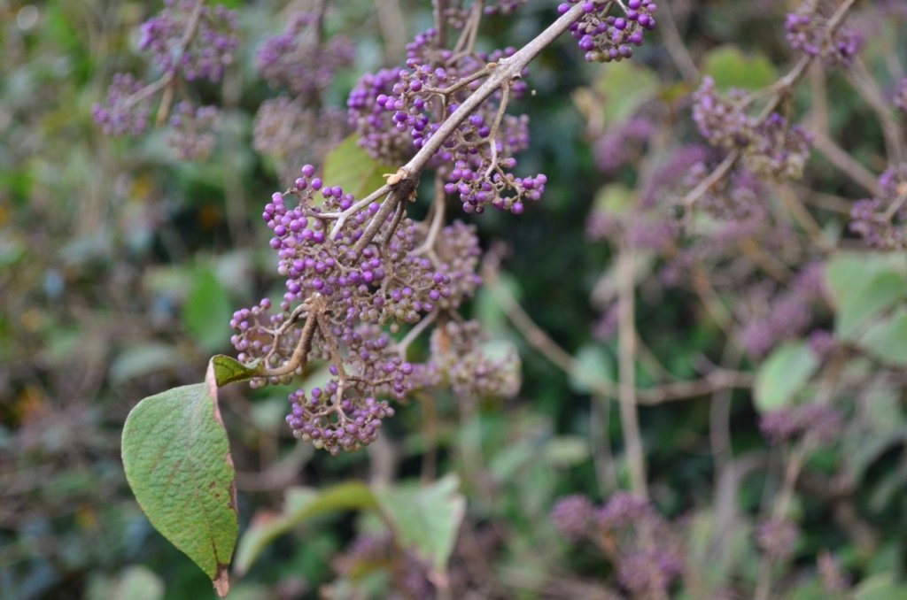 雞籠山登山步道_445585