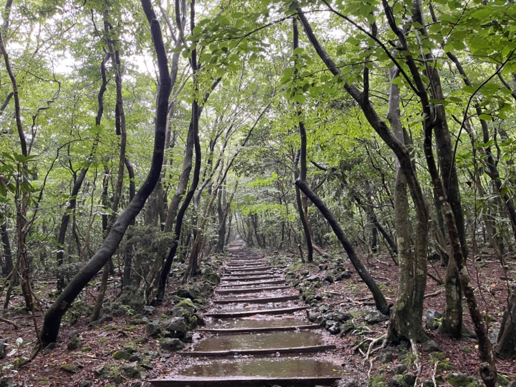 1140811 KR 漢拏山杜鵑花田避難所-紗羅岳觀景臺_2860091