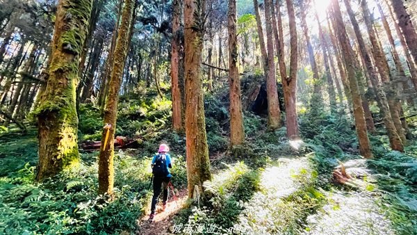 【南投。竹山】茶園竹林巨木櫻花景緻很美(四連峰)。 小百岳集起來。 編號54小百岳金柑樹山封面圖