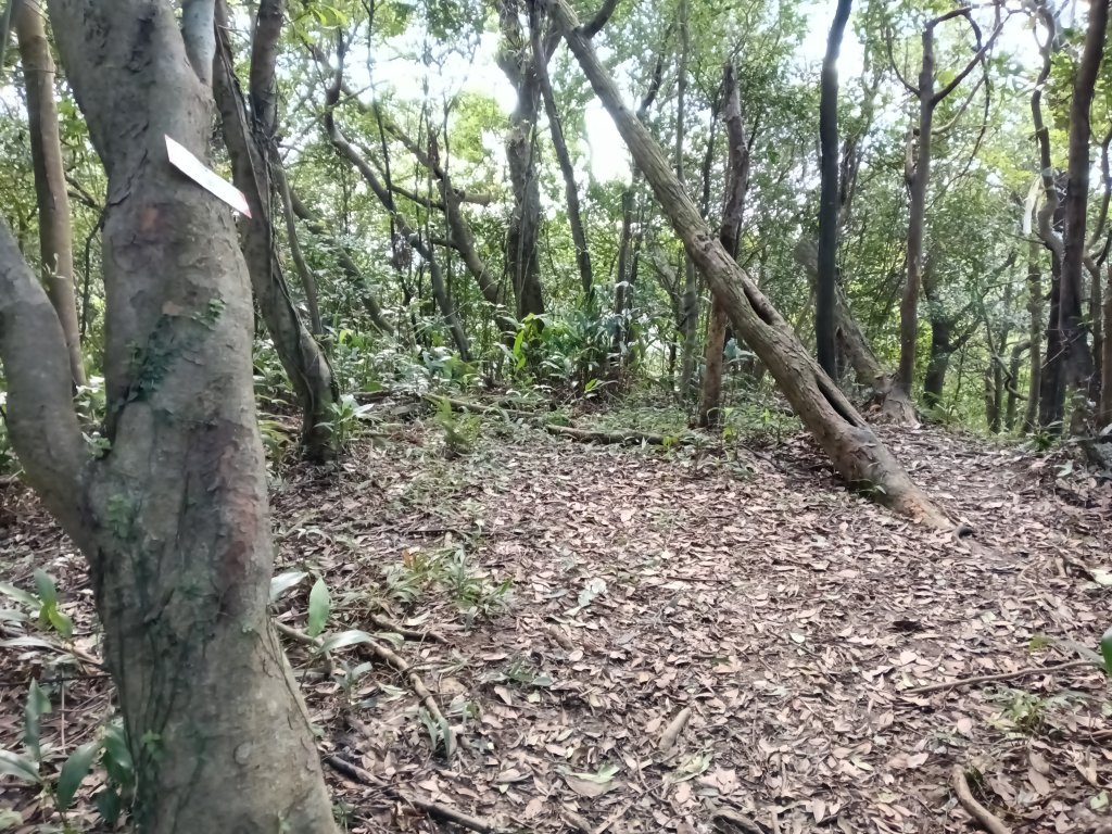 基隆市/萬里區界寮縱走之三界山+三界山西峰+開眼尖山+七分寮山+瑪七產道山泉水接水亭_2979595