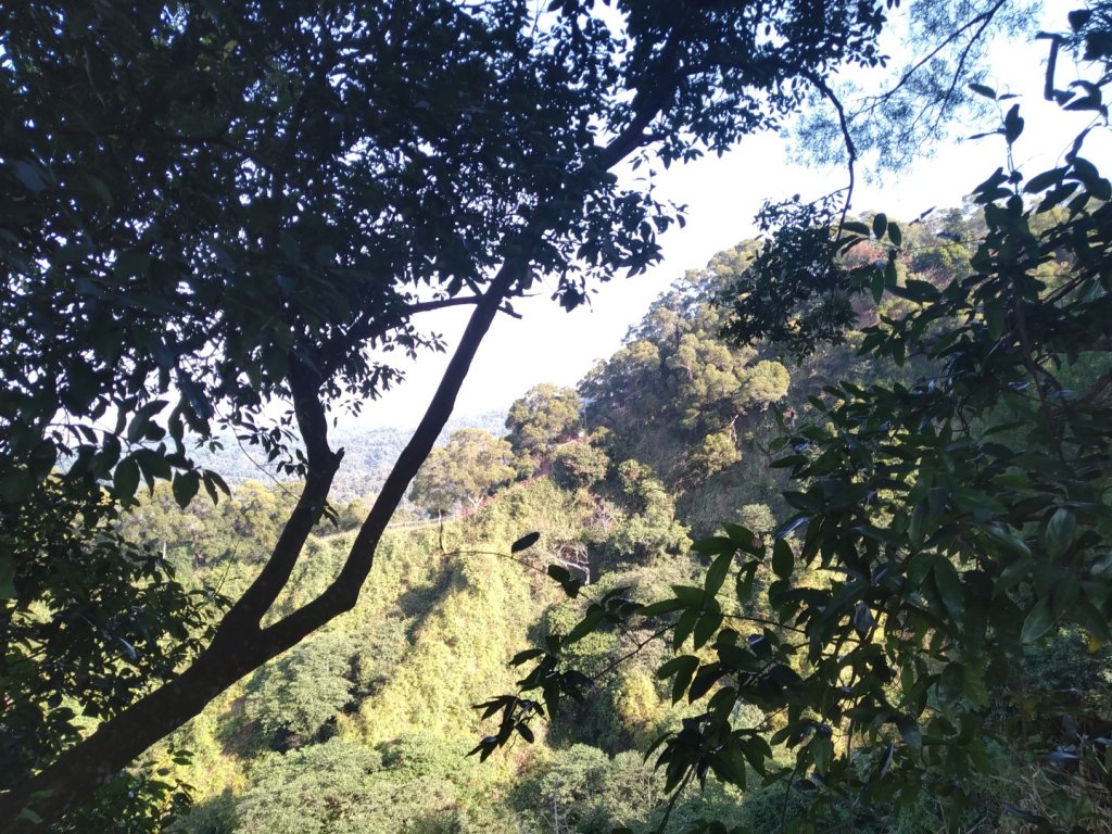 鼓山尖峰泡茶趣---田中森林登山步道封面圖