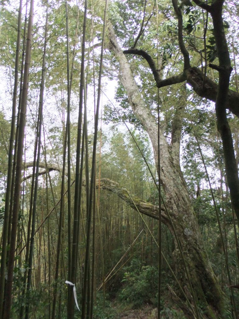 大混山‧李崠山_211044