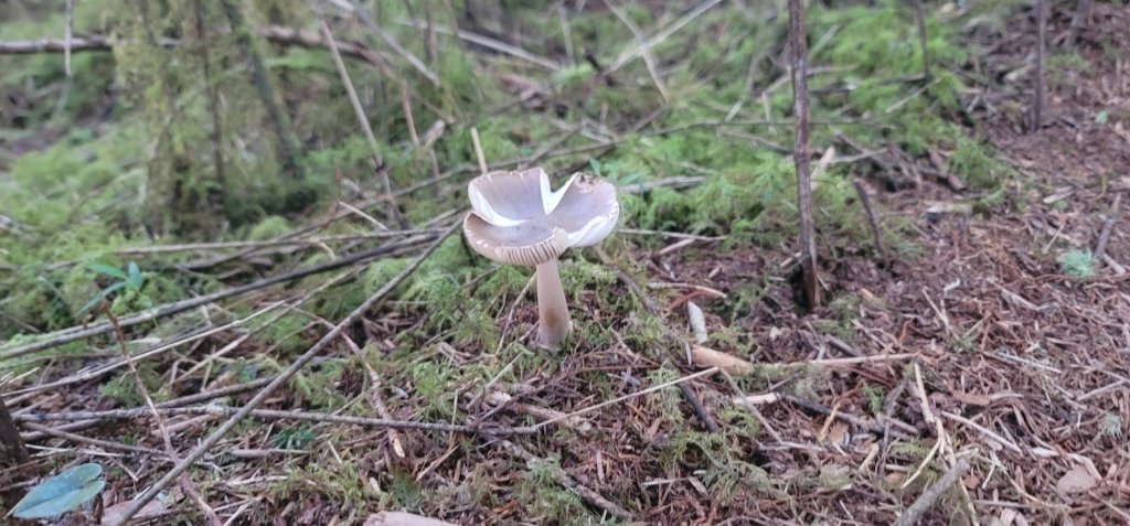 收集小百岳 85 三星山 20220731_1786458