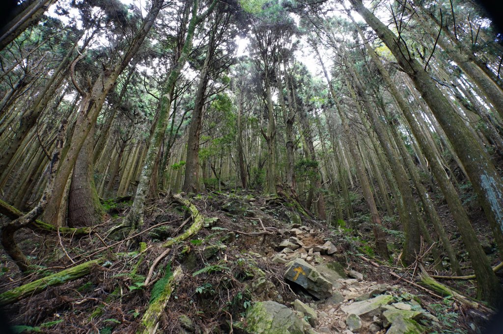 苗栗 南庄 加里山_2963402