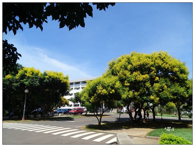 台中/東海大學的欒花_1467291