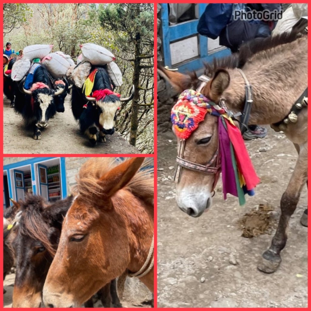 尼泊爾EBC馬牛螺羊動物寫真-山屋-協作-美食封面圖