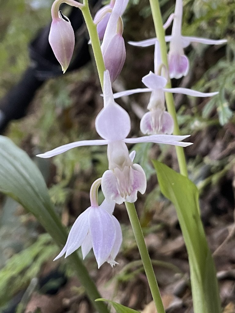 2020/03/12 那結山＆貴妃山 O形縱走_1650299