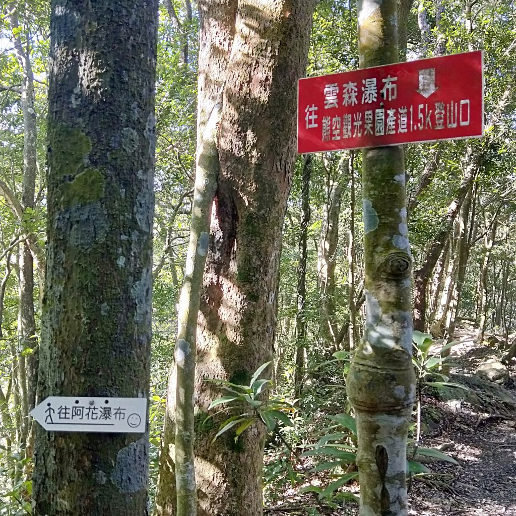 20201025 雲森瀑布，卡保山山毛櫸_1145489