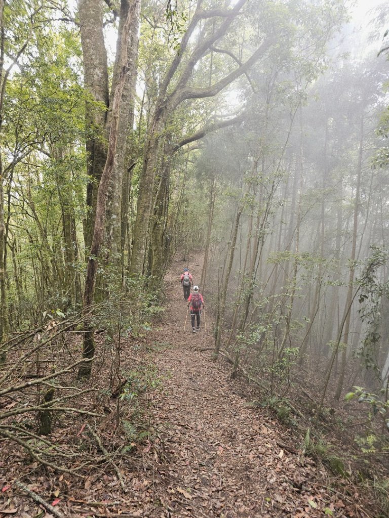 金柑樹山、忘憂森林步道-(南投)臺灣百大必訪步道_2789385