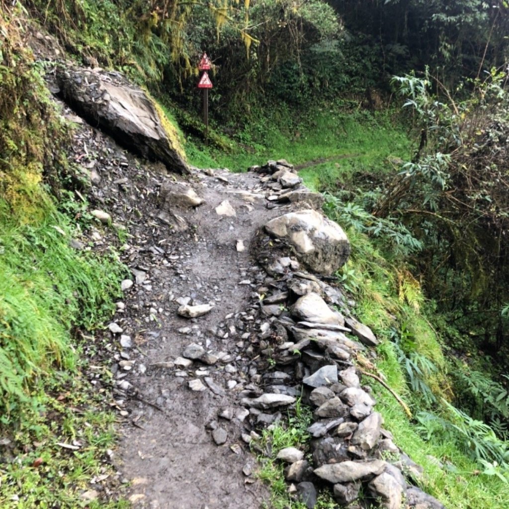 觀霧 檜山巨木步道 雲霧步道_501011