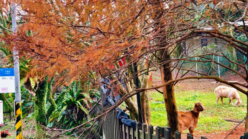 #花卉試驗中心 #永公路500巷 #平菁街42巷 #原住民公園 #士林官邸 1/4_2980376