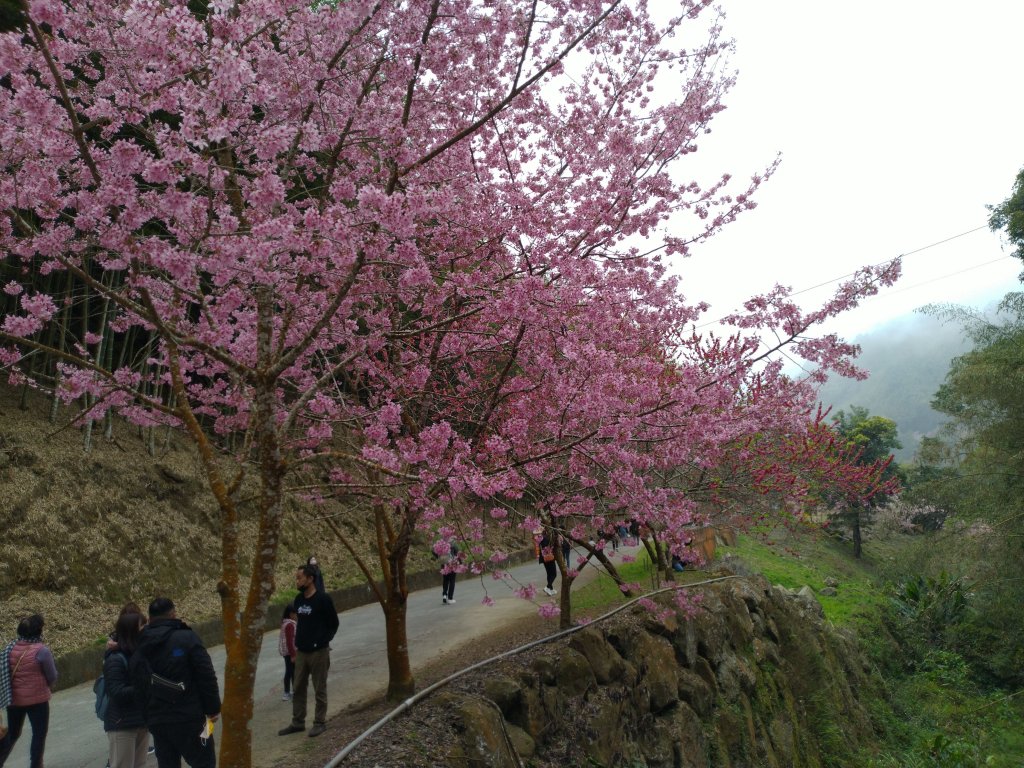 2023-02-26 登嘉南雲峰巧遇草嶺櫻花季_2043943