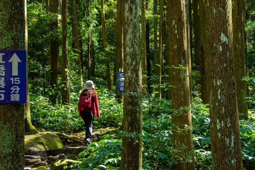 馬武督探索森林_2930682