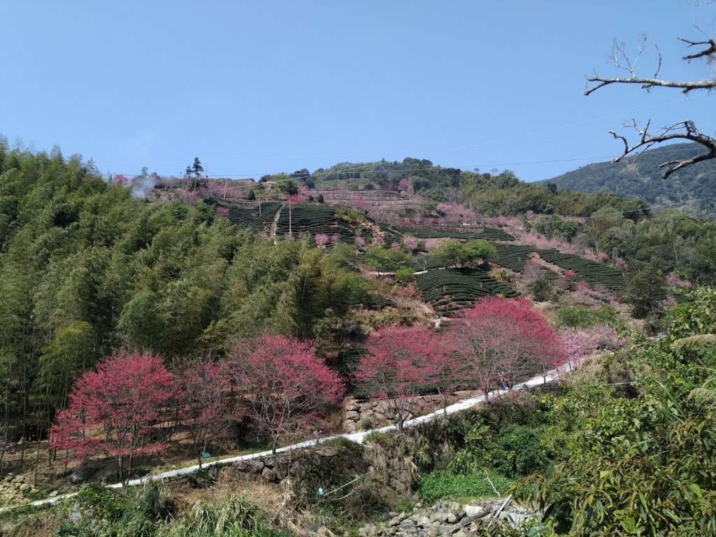 鼓山尖峰泡茶趣---石壁遊龍步道封面圖