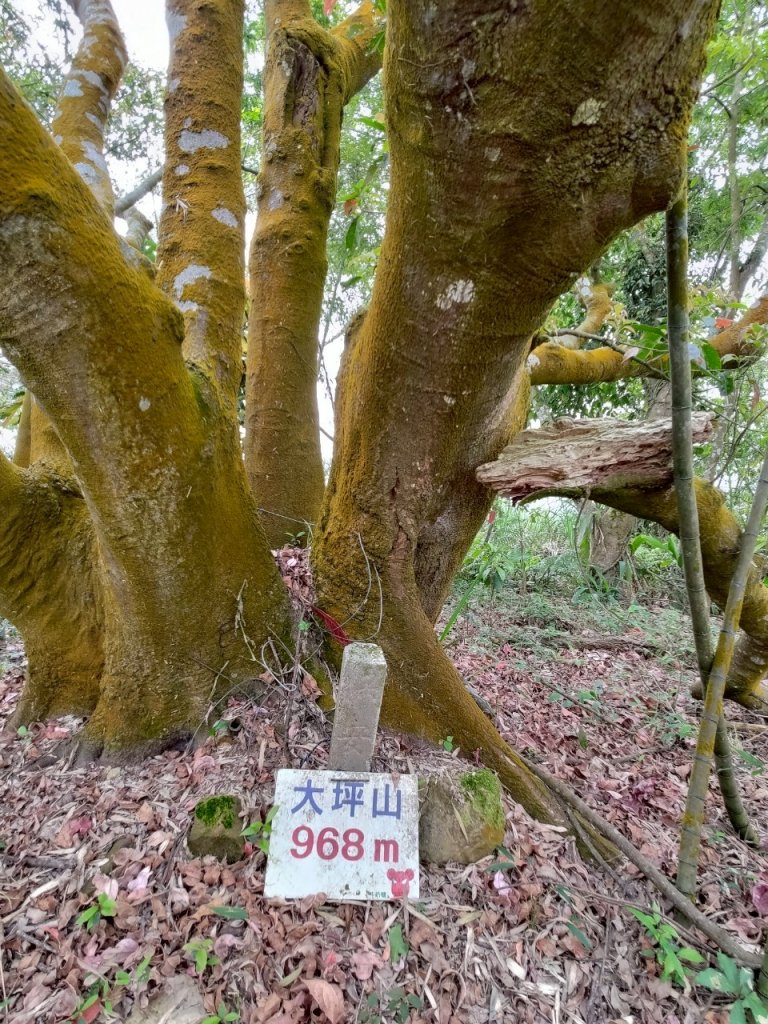 四大天王山縱走獨立山(雙溪路線)_2754478