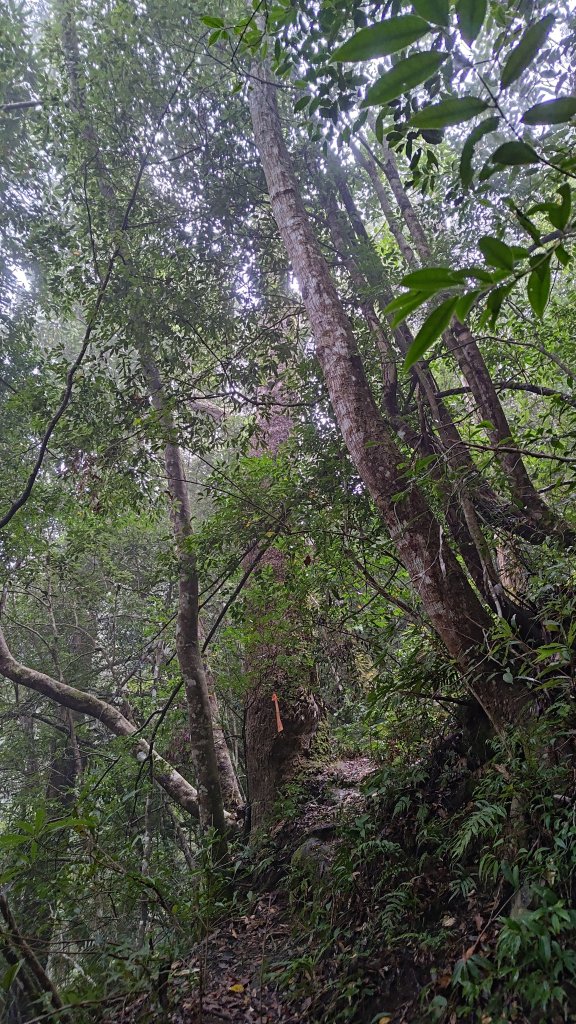 屯野生台山、石麻達山_2993150