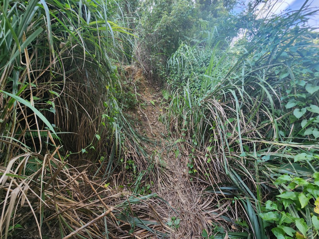 20240930四坪寮山_2664423