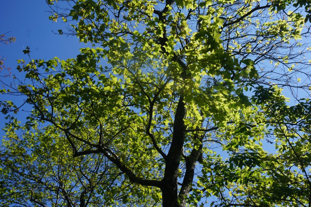 大屯山系｜彌陀山、青楓步道_1282699