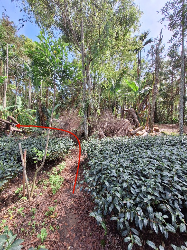 三鼠眉毛縱走@瑞峰20240825_2580418