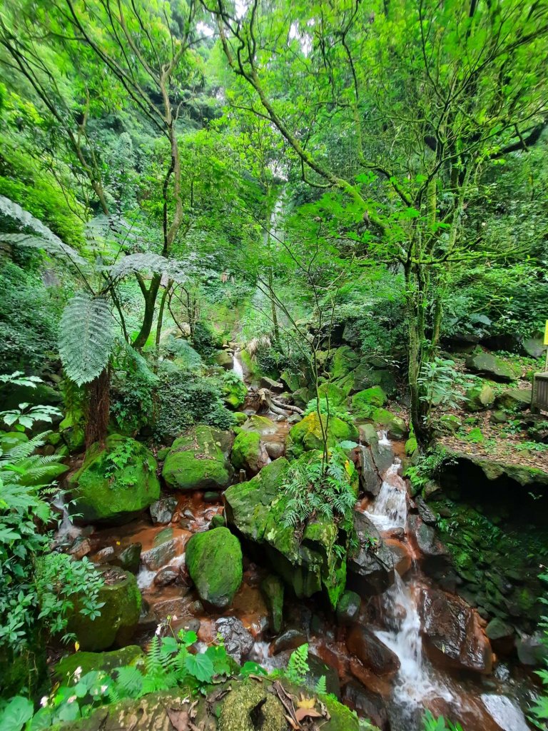 20230701 陽明山七星山系，金包里，絹絲瀑布，擎天崗環形，冷擎步道_2201085