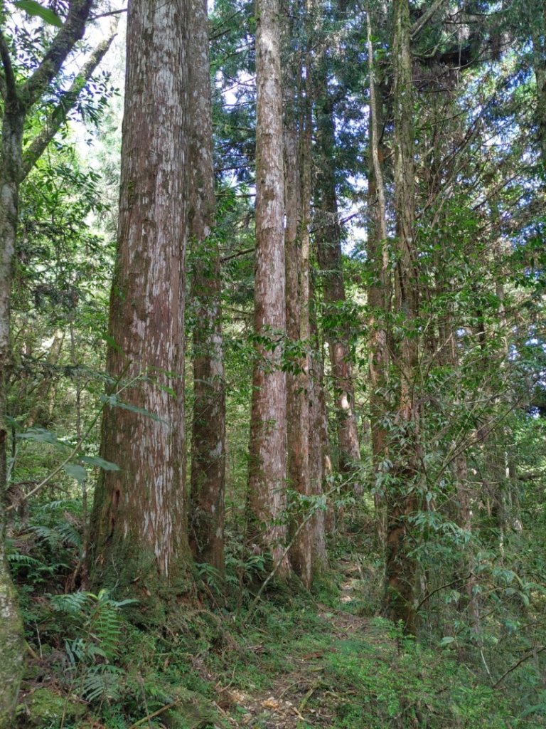 大同古魯林道大元國小_1675917