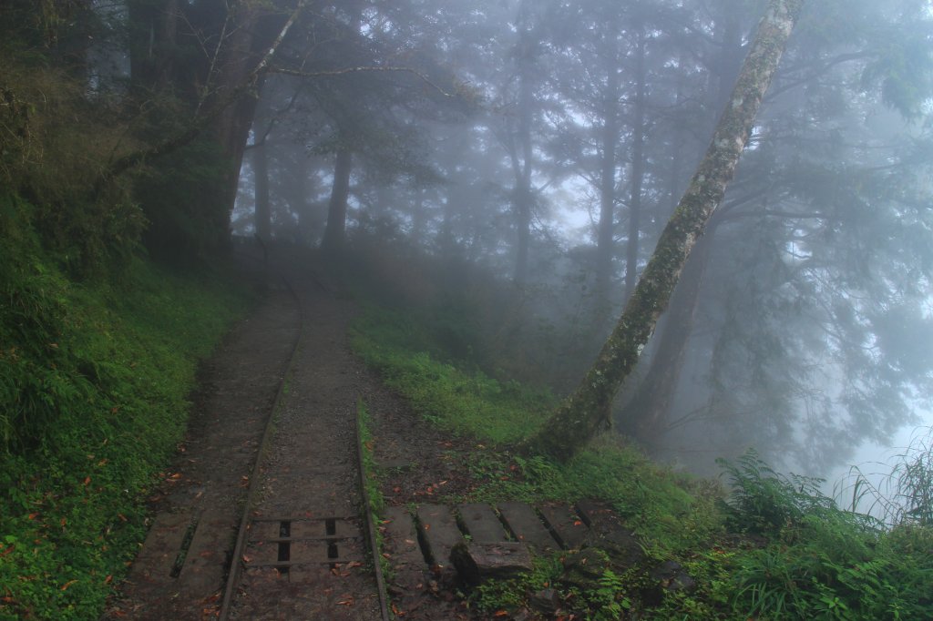 太平山見晴古道霧景濛濛 20181117_469403