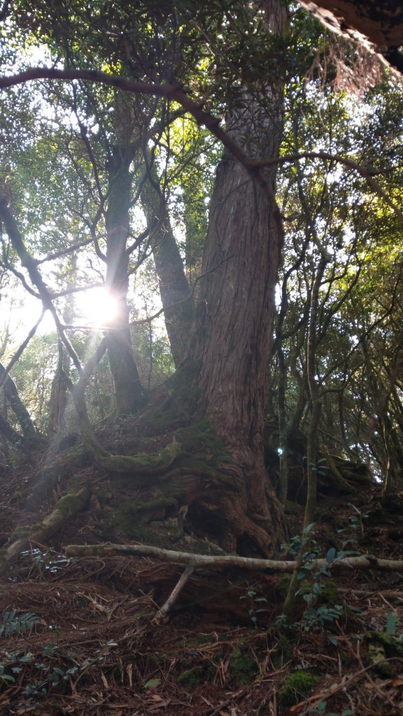 2020.03.08塔曼山_872667