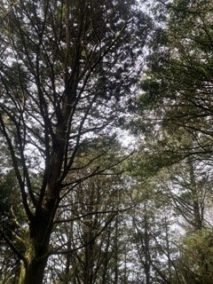 1130306大塔山步道_2696750