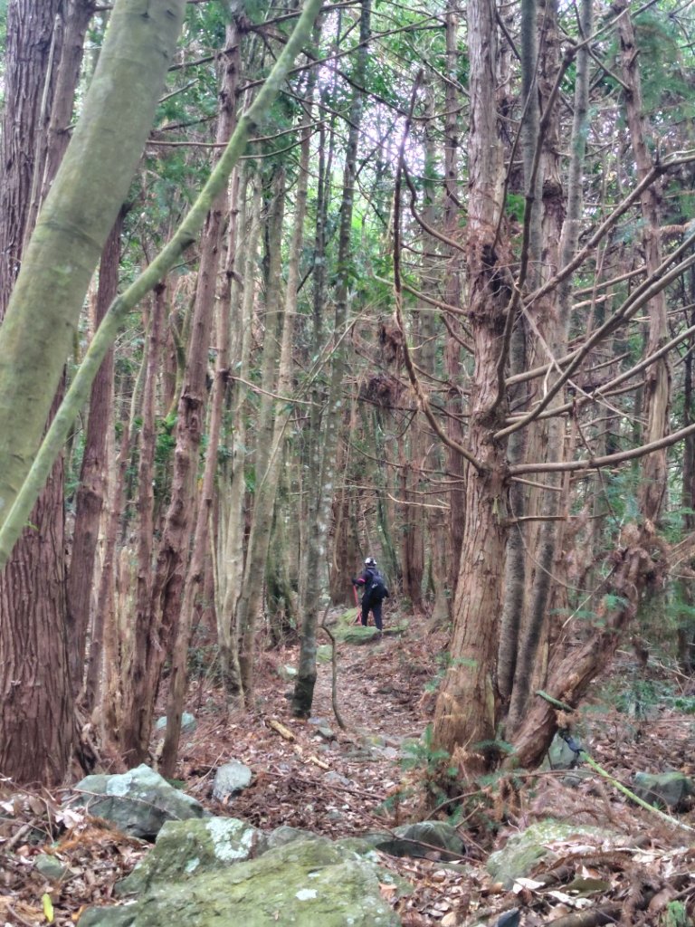 屋我尾山_2931474