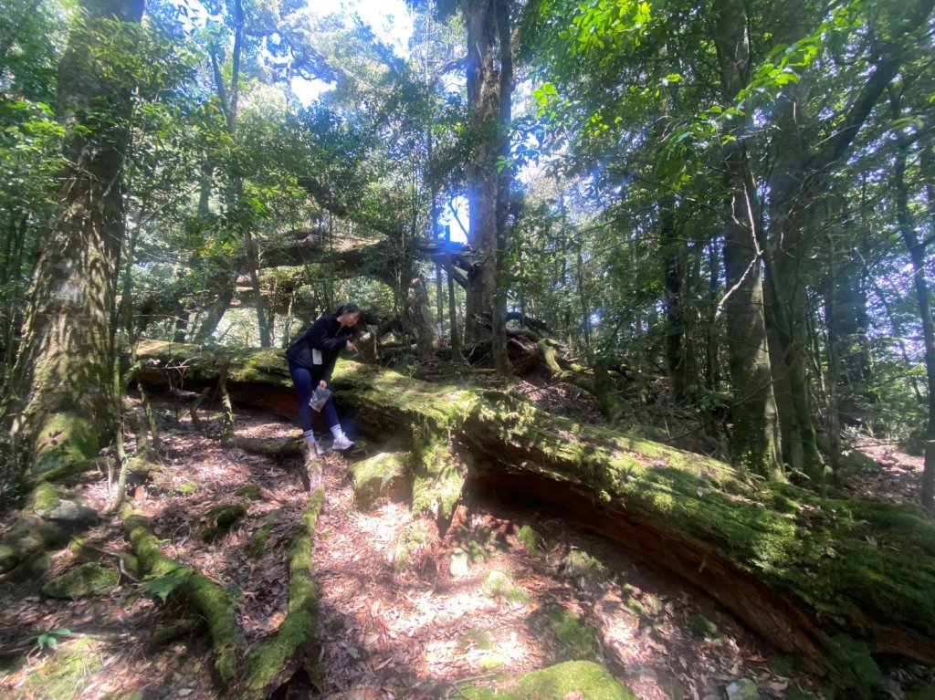 2024/3/23稍來山_2738289