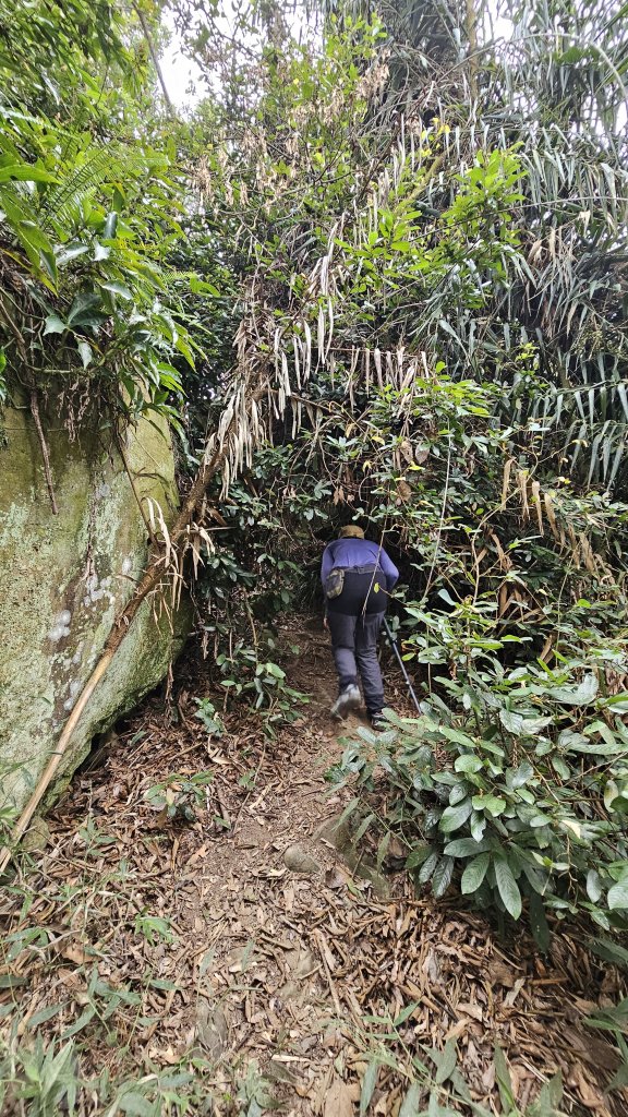 【稜線瘦如刀鋒，山形橫亙如屏風】解鎖第55座小百岳 #045 大橫屏山_2932870