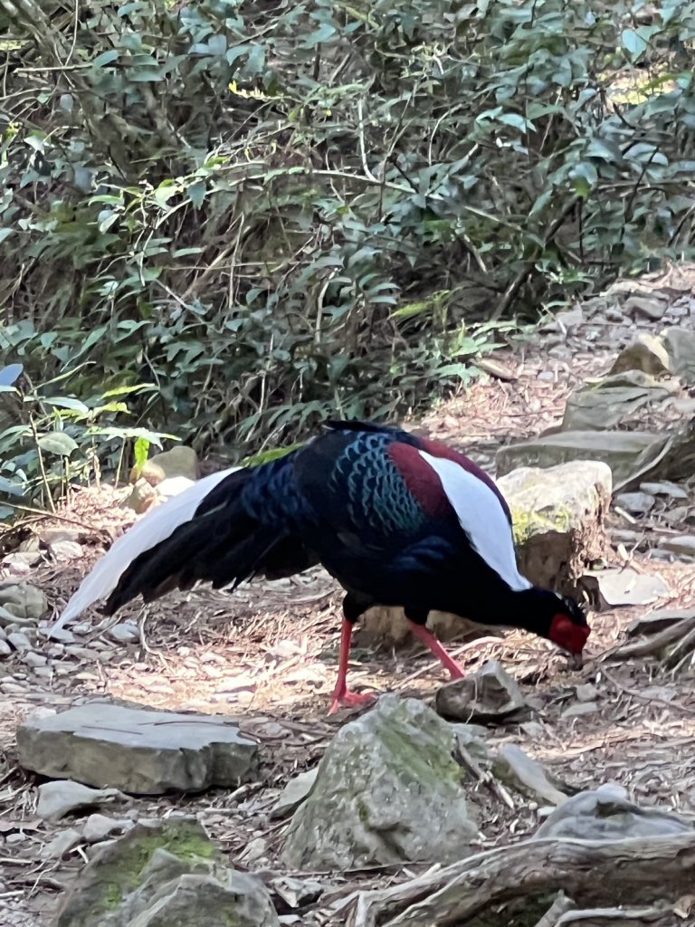 小百岳-稍來山_2752439