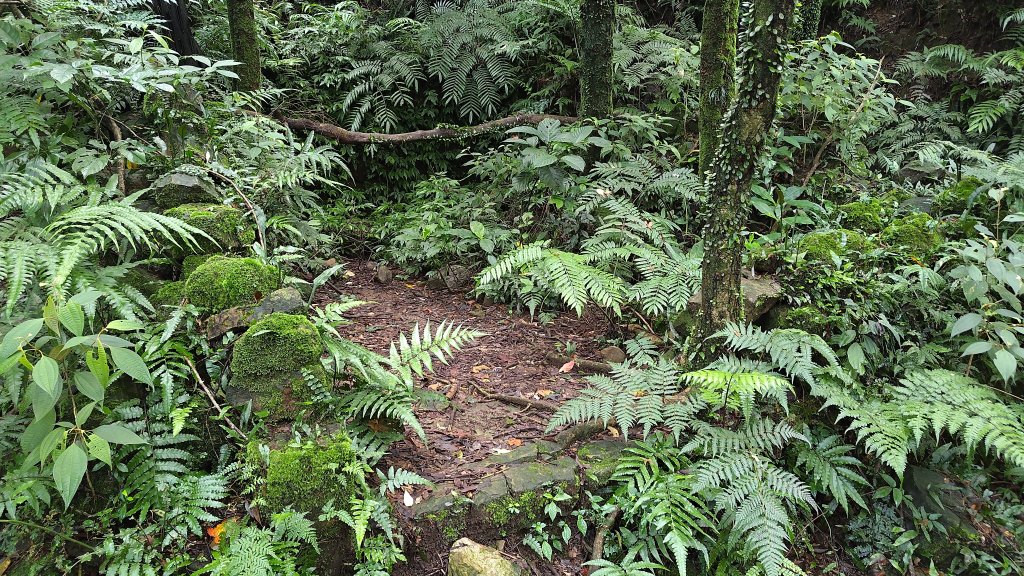 楊廷理古道_2814584